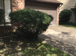Bush Trimming by Domingo Rosas for Jeremy A. in Houston, TX