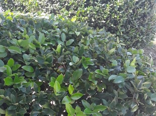 Bush Trimming by Blake McCullough for Kecia P. in Jacksonville, FL