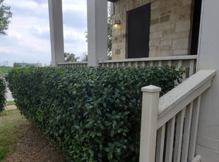 Bush Trimming by Cesar Munoz for Fabian R. in Cedar Park, TX