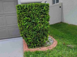 Bush Trimming by Rolando Mojica Betancourt for Brian M. in Orlando, FL