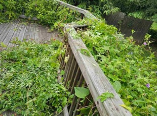 Bush Trimming by Artavius Clark for Antonia L. in Hyattsville, MD