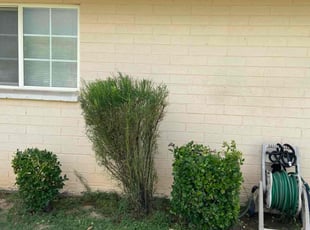 Bush Trimming by Sarah Salazar for Christopher A. in Phoenix, AZ
