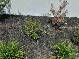 Weeding by Patsy Belmonte for Isabella A. in Tampa, FL