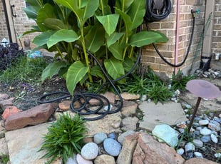 Weeding by Kathleen Affleck for Tom B. in North Richland Hills, TX