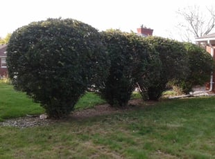 Bush Trimming by Valerie Glenn for Shawn F. in Eastpointe, MI