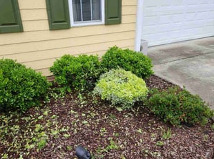 Bush Trimming by Daniel Hancock for Darren S. in Durham, NC