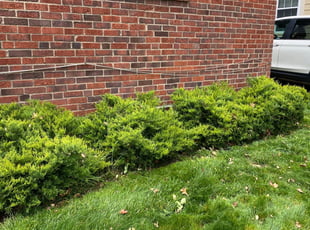 Bush Trimming by Angel P. for Ally G. in Arlington, VA