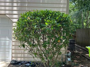 Bush Trimming by Tres Woods for Kristi T. in McDonough, GA