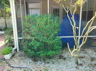 Bush Trimming by Brian Morrow for Melissa W. in Mount Pleasant, SC