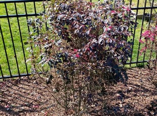 Bush Trimming by Ron Goldshmid for Jan F. in Matthews, NC