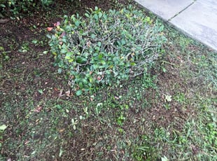 Bush Trimming by Jeff Osbeck for LaShundra . in Winter Haven, FL