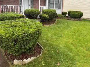 Bush Trimming by Zeke Clark for Donna Z. in Strongsville, OH