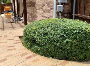 Bush Trimming by John Brown for Rama S. in Allen, TX