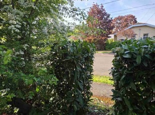 Bush Trimming by Juan Manuel Silva correa for Roxane B. in Portland, OR