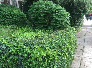 Bush Trimming by Rickey Bennett for Robert T. in Philadelphia, PA