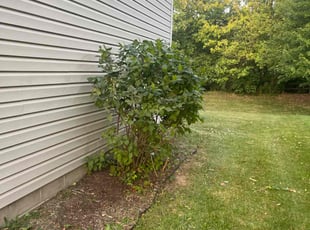 Bush Trimming by Tywuan Williams for Kristy N. in Fishers, IN