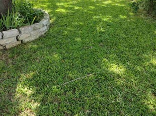Camille C.'s Yard Cutting service result