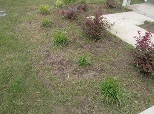 Weeding by Rosa Reyes for Mara H. in Maxwell, TX
