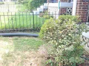 Bush Trimming by Chris Stewart for Jenne R. in Washington, DC