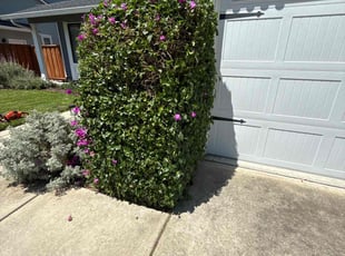 Bush Trimming by Maria Almendra for Atif Q. in Pleasanton, CA