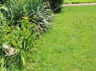 Bush Trimming by Matt Melvin for Vicki G. in Millington, TN