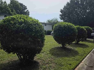 Bush Trimming by Devin Kemp for Paul S. in Myrtle Beach, SC