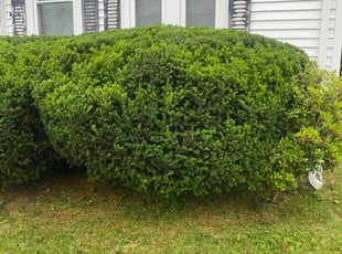 Bush Trimming by Andrew Ventre for Doris M. in Waltham, MA