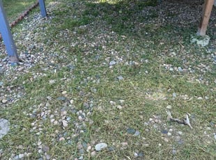 Weeding by Noah Burgos for Katelynn C. in Colorado Springs, CO