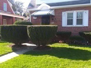 Bush Trimming by Greg Bush for Marsha B. in Washington, DC