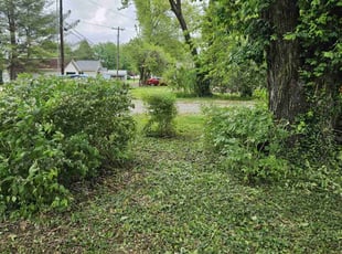 Bush Trimming by Jeff Bowers for Afi Z. in Edwardsville, IL