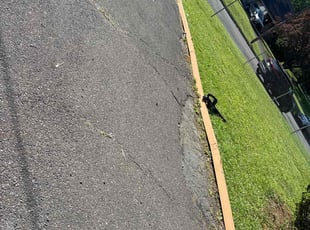 Bush Trimming by Marcellin Jean for Jonquille E. in Ewing Township, NJ