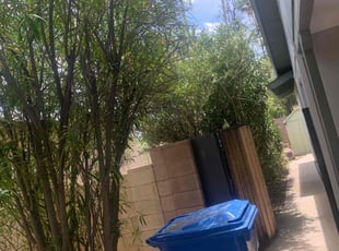 Bush Trimming by Arnold Cano for Dillon M. in Phoenix, AZ