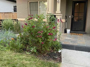 Bush Trimming by Katherine Lopez Saavedra for Elizabeth O. in Denver, CO
