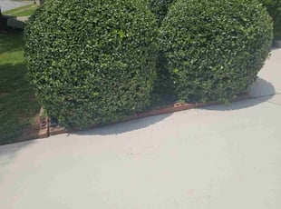Bush Trimming by Tyrone Woodberry for JC S. in Lilburn, GA