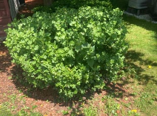 Bush Trimming by Vasawn Miller for Yo-wei C. in Newton, MA