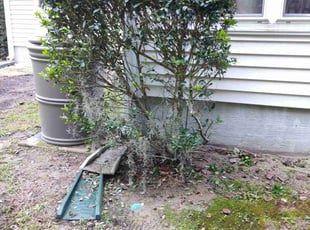 Bush Trimming by Ronald Butler for Robert H. in Charleston, SC