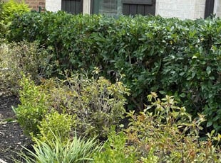 Bush Trimming by Fernando Rodriguez for Sadiq S. in Katy, TX