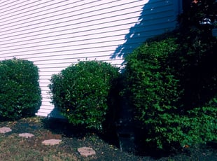 Bush Trimming by Adams Paiz for Eric A. in Charlotte, NC