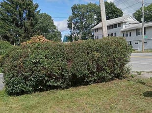 Bush Trimming by Ricky Perez for Jeffrey A. in Worcester, MA