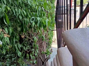 Bush Trimming by Jeraldo Freeman for Amanda F. in Brooklyn, NY