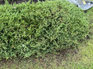 Weeding by Jai Kately for Pete L. in Waxahachie, TX