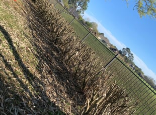 Bush Trimming by Gladis Carcamo for Jay L. in Katy, TX