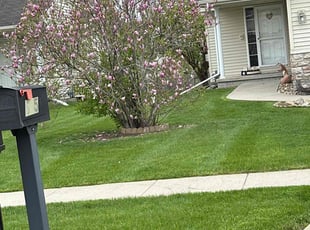 Lori R.'s Lawn Mowing service result