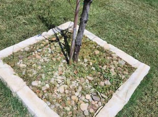 Weeding by Noheli Diaz for subhas P. in Colleyville, TX
