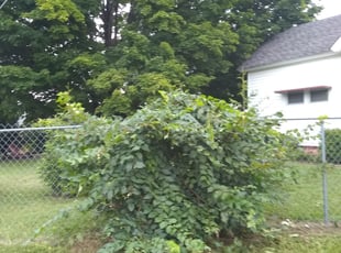Bush Trimming by Joseph Ardecki for Rhonda A. in Greenville, SC