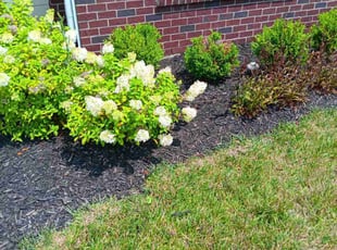 Weeding by Joshua Jordan for Tia B. in Indianapolis, IN