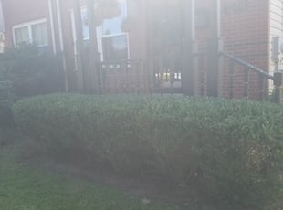 Bush Trimming by Robert Lacy for Gayle D. in Philadelphia, PA
