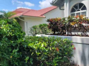 Bush Trimming by Kirk Henry for Nancy W. in Coral Springs, FL