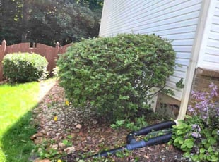 Bush Trimming by Robert Bradley for Ann D. in Hoschton, GA