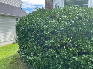 Bush Trimming by Donald Burrill for Neil G. in Leesburg, VA